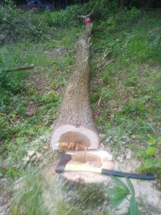 kłody dębowe, dąb