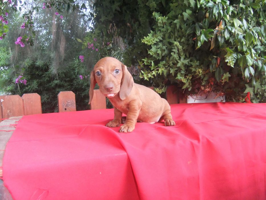 cachorro  teckel miniatura