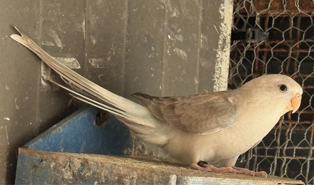 7 aves 3 red rumped 1 Kakariki 3 Agapornis rosicoler.