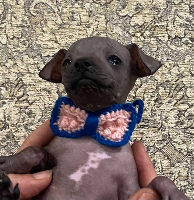 Щенки Мексиканской голой, резерв