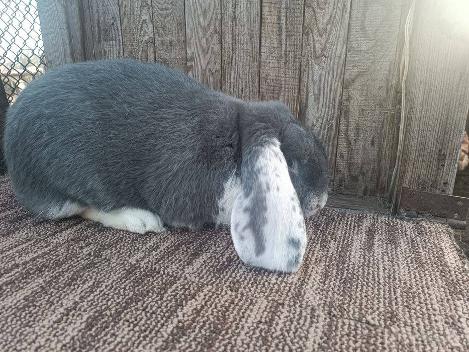 Продам робочих самцов и самок французского барана.
Привиты.
Цена 250 г