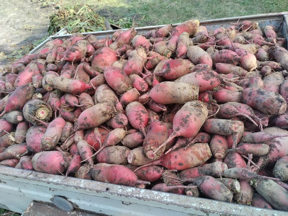 Продам Кормовий Буряк
