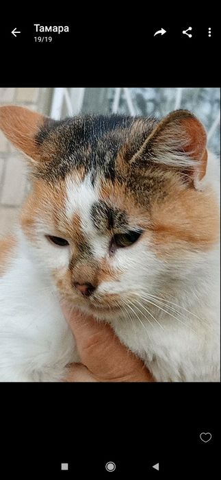 Отдам в хорошие руки