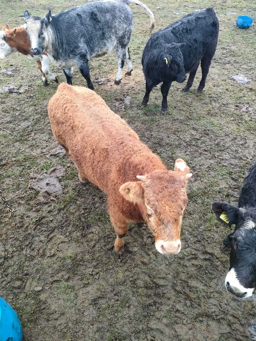 3 jałówki 1 byczek