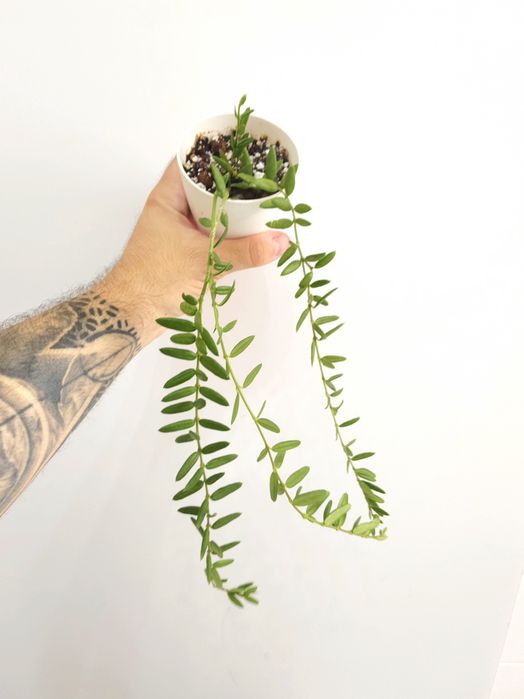 Hoya Engleriana 1