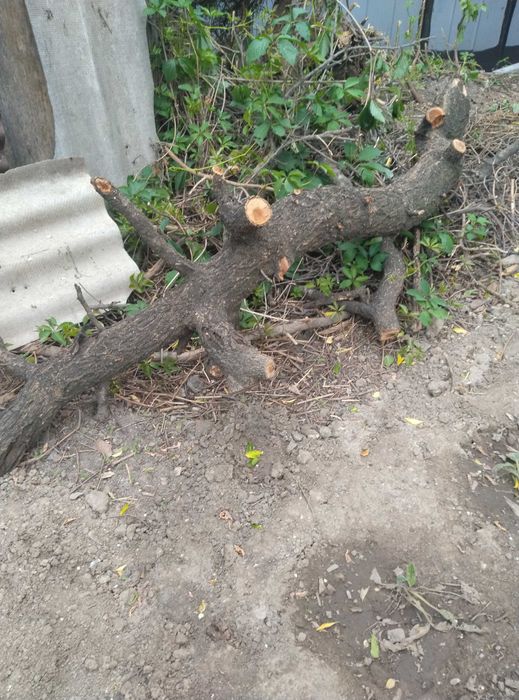 Отдам ветки дрова