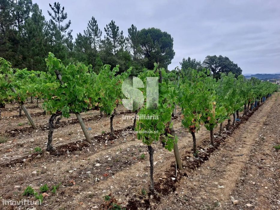 Terreno em Anadia — Arcos E Mogofores, Aveiro