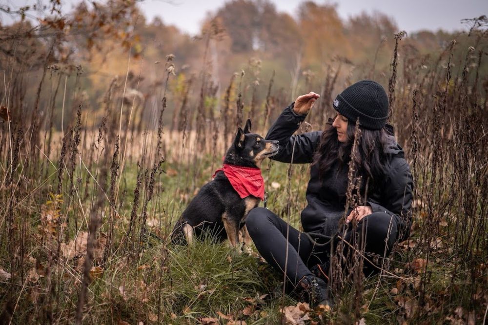 Kolejna zima w schronisku?Mały, czarny, starszy pies w typie Shiba Inu