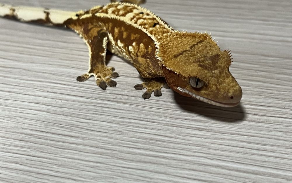 Gekon orzęsiony gekony orzęsione