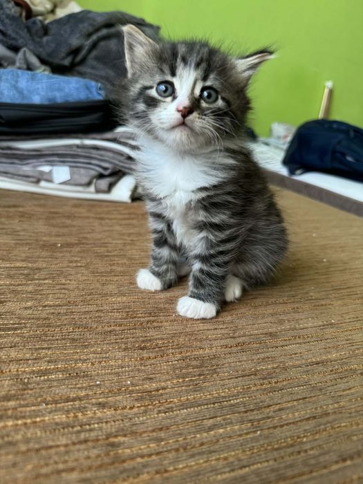 Kocur syberyjski z rodowodem