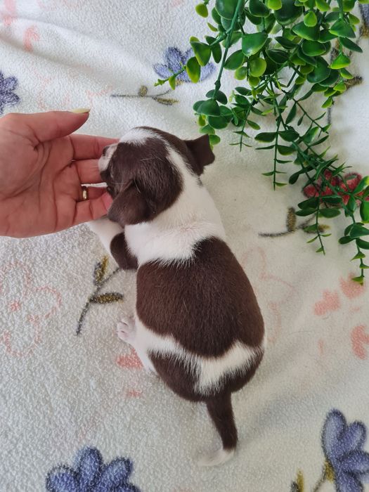 Excelente mini menino chihuahua/chiuaua Linhagem Russa.Qualidade