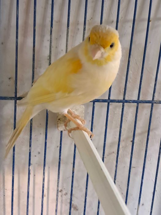 Canarios bons cantores