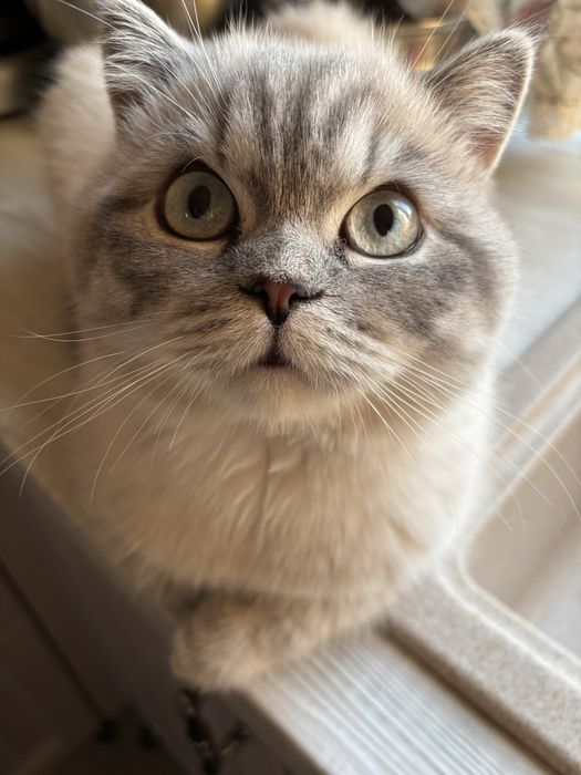 Кот на вязку британец