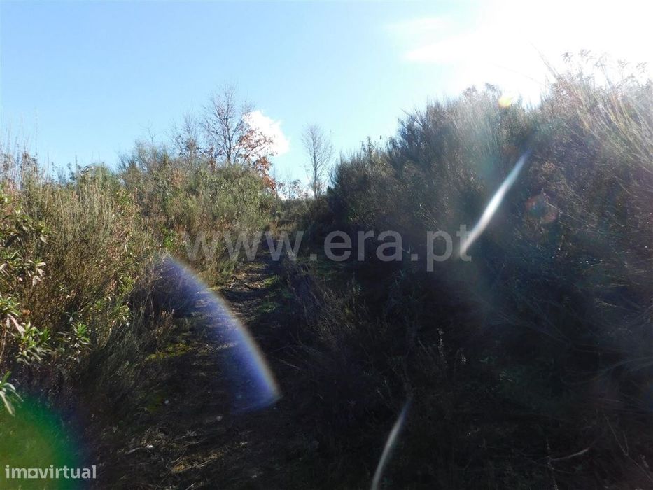 Terreno Rústico / Fundão, Pesinho