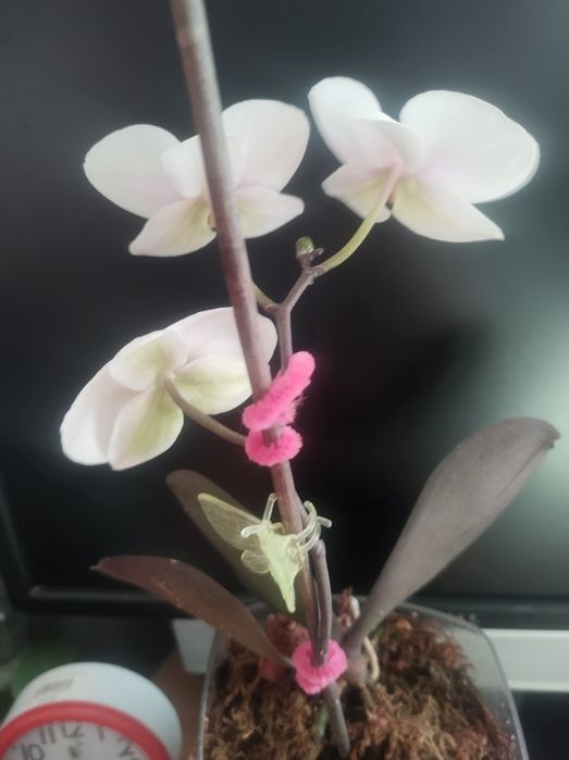 Орхідея фаленопсіс