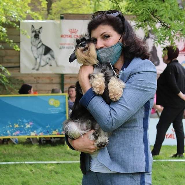 Цуценята цвергшнауцера