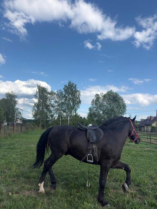 Ogier Śląski 3 lata w starym typie