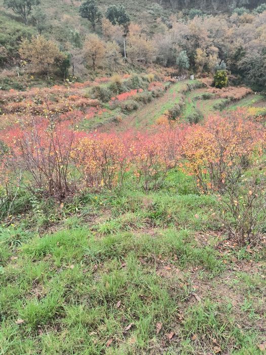 Quinta Rústica à Venda - 1 hectare de terreno. 

Descrição:  
Vende