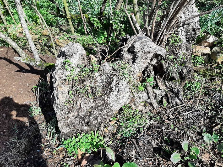 Troncos de Oliveira Centenária – Ideais p/ Arte, Escultura e Decoração