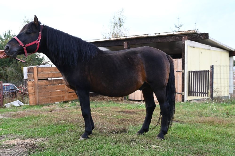 Sprzedam Ogiera Huculskiego z licencją, kryjącego