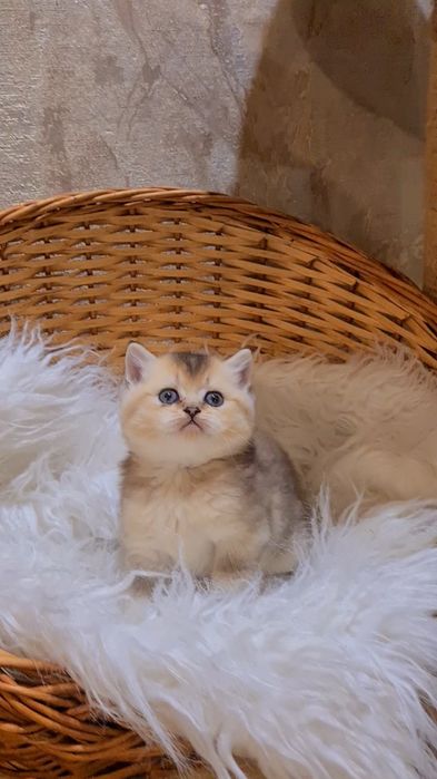 У нас бесподобные малыши