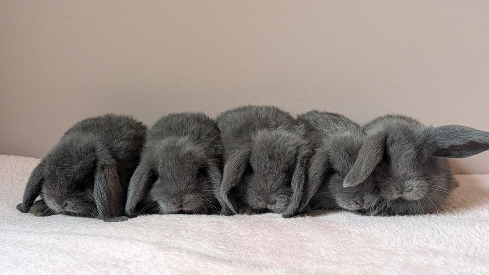 Mini Lop - Karzełek baranek