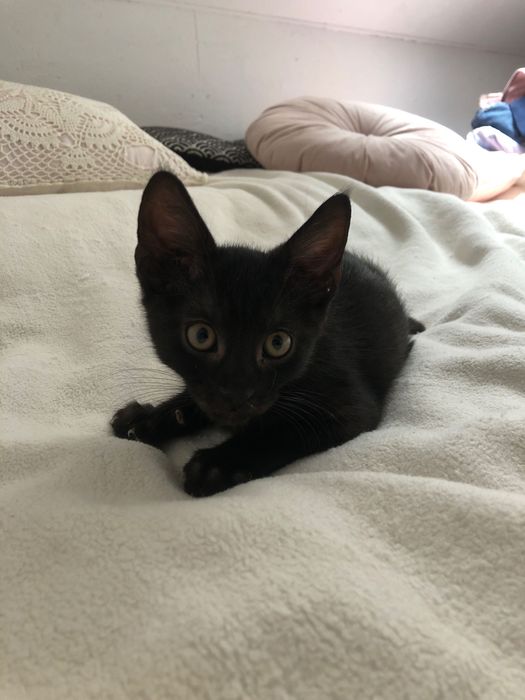 Kotek do adopcji