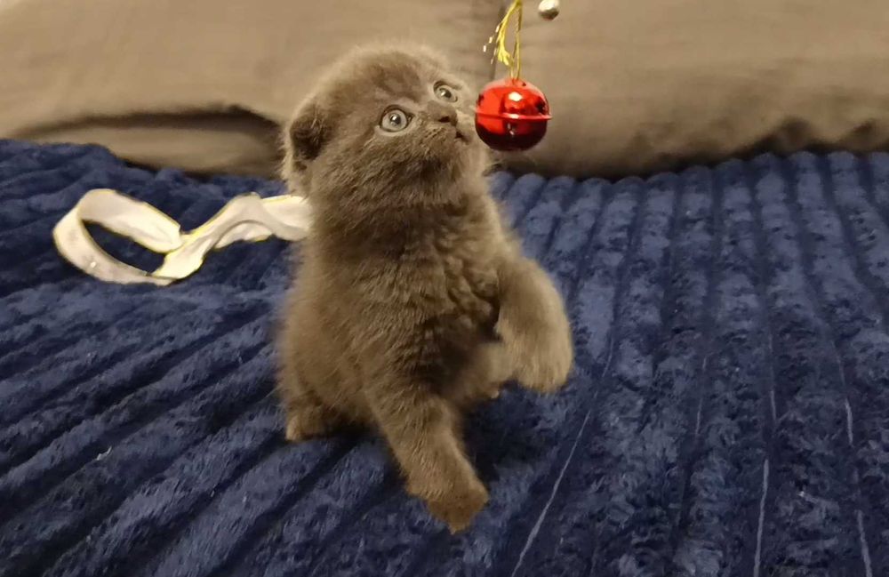 Милый шотландский вислоухий котёнок, мальчик, фолд