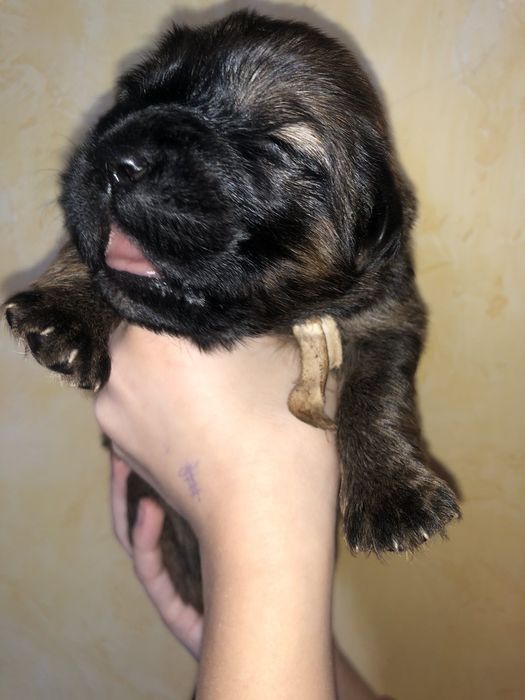 Круті цуценята тибетського мастифа