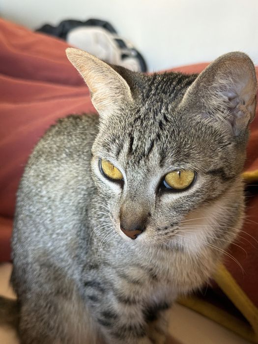 Doa-se Gata Docil