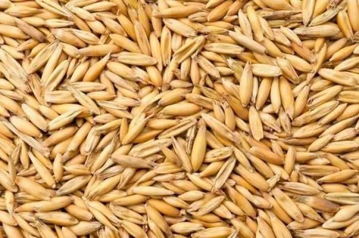 Owies ozimy Snowbird  2025