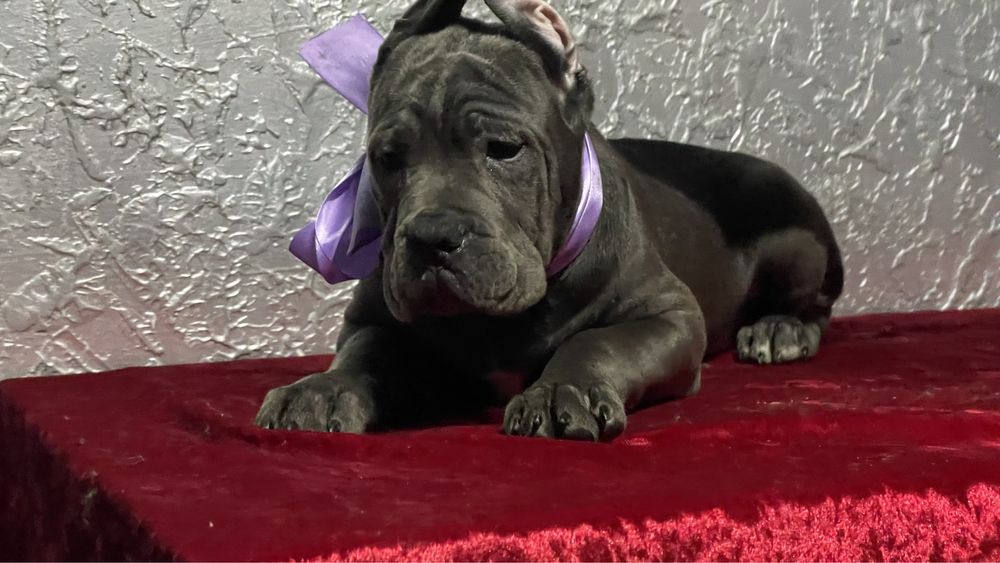 Кане корсо дівчинка