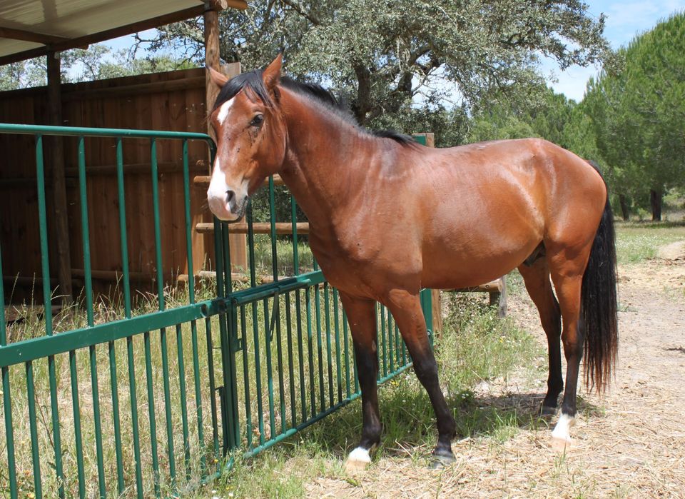 Cavalo Puro Sangue Lusitano - Excelente genealogia, temperamento e andamentos