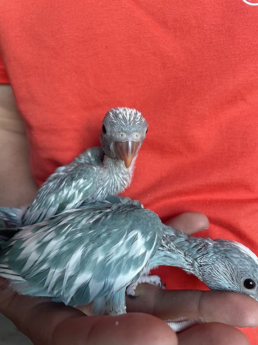 Ring Neck AZUL Muito Meigo