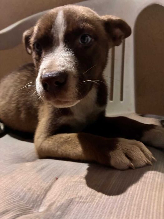 Cães para oferecer