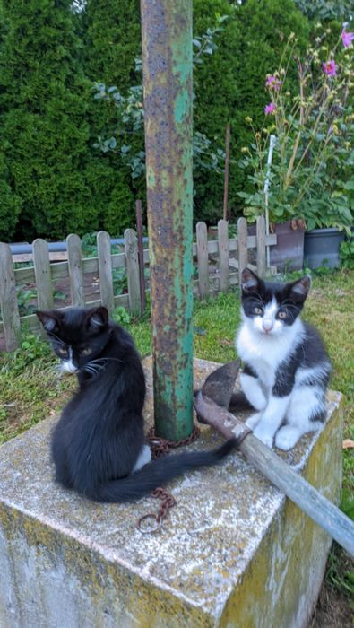 Zaginęły dwa kocurki! Błagamy o pomoc w ich odnalezieniu