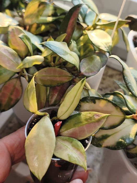 Hoya Walliniana Variegata