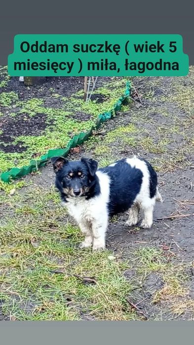 Oddam pieska w dobre ręce