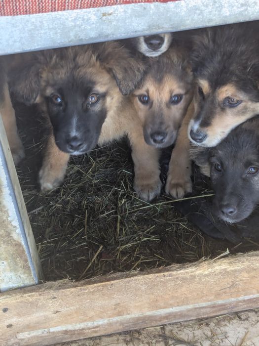 Щенята 8 хлопчики та дівчатка шукають родини