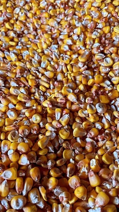 Продам кукурудзу