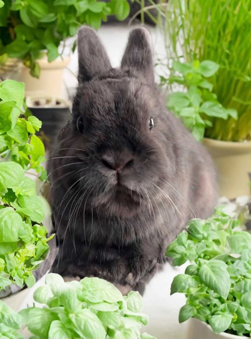 Акція!! Нідерландський карлик, кролик з міжнародними документами