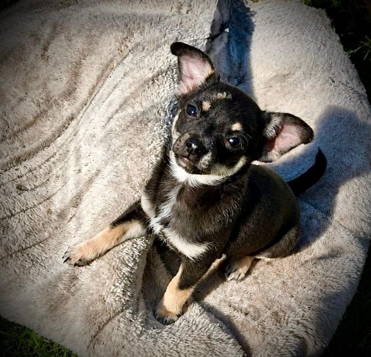 Chihuahua suczka
