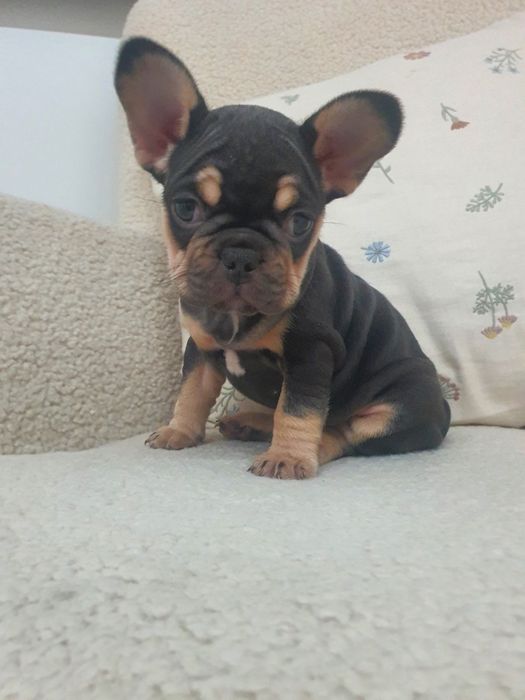 Bulldog francês fêmea exelente exemplar