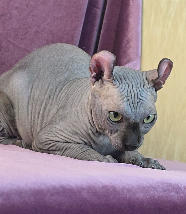 Ельф дівчинка чорна