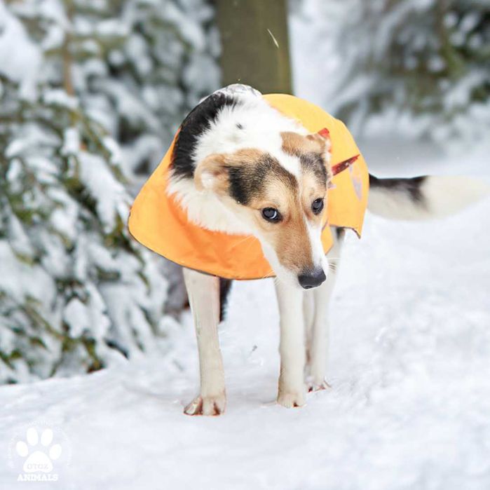 Kochana sunia Molly do adopcji!