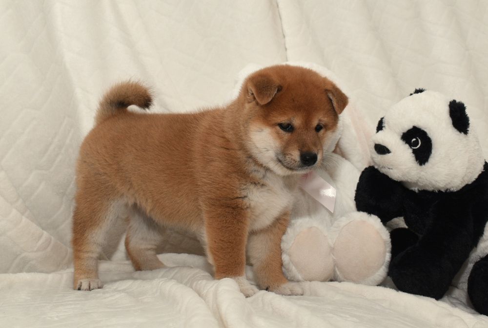 Czerwona suczka Shiba Inu FCI ZKwP gotowa do odbioru