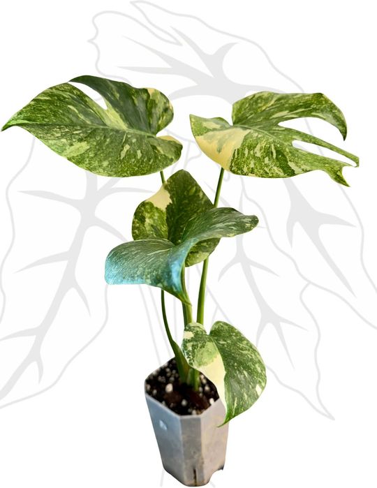 Monstera Legacy Ø-9 cm H-15 cm