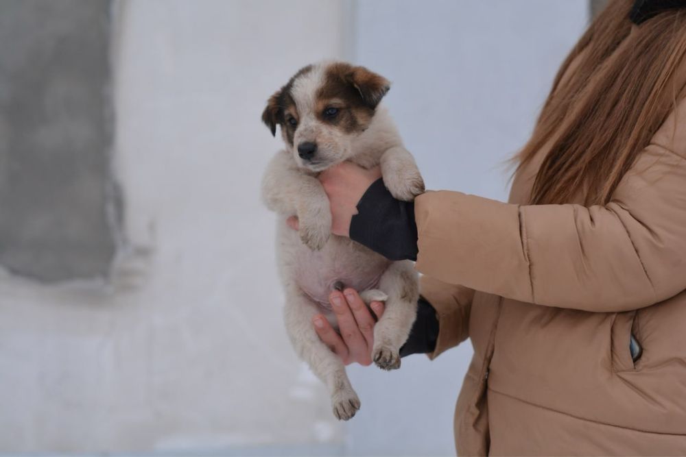 Цуценята 3 місяці (безкоштовно)