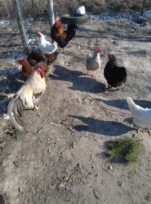 Інкубаційне яйце