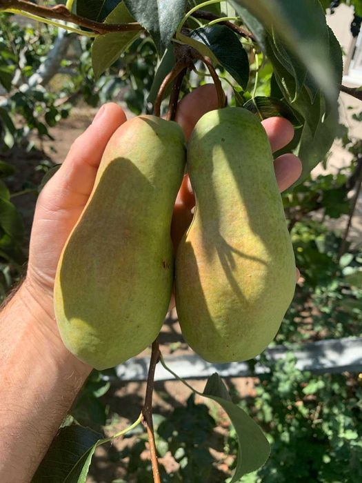 Живці, черенки груші яблуні.